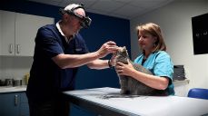 ophtalmologue vétérinaire Le Mans Sarthe infin‘Vet
