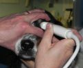 échographie oeil chien infini‘Vet