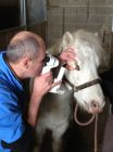 ophtalmologie cheval Philippe infini‘Vet