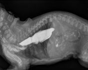 mégaoesophage infini‘Vet
