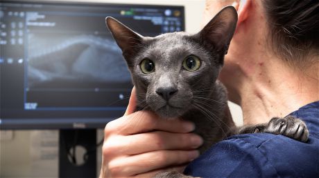 radiographie thorax chat