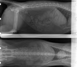 radiographie abdominale vétérinaire
