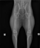radiographie dysplasie coxofémorale chien